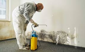 Best Black Mold Removal in Perry Park, CO