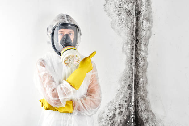 Best Water Damage & Mold Remediation in Perry Park, CO