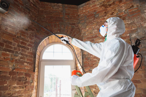 Best Basement Mold Removal in Perry Park, CO